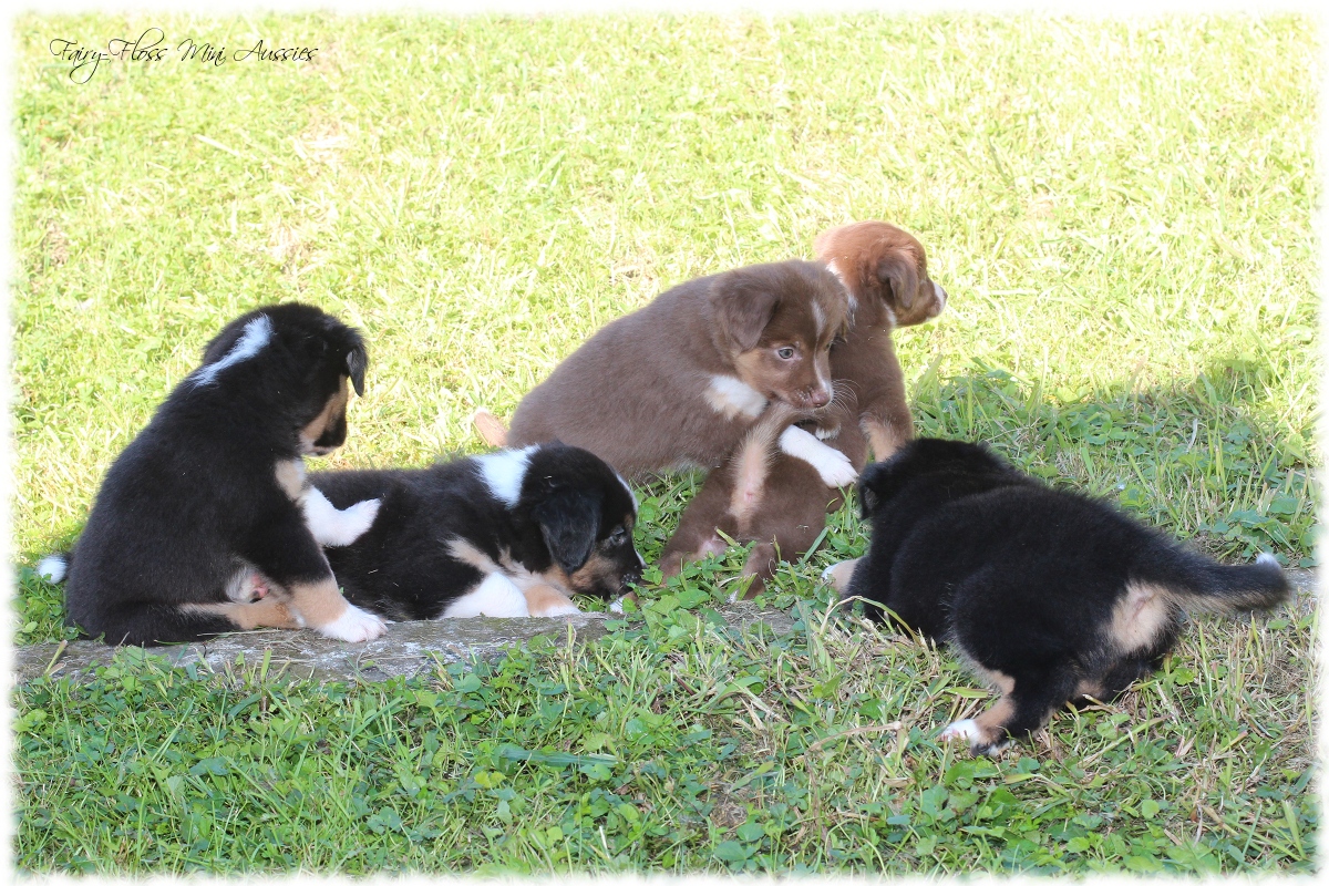 Mini Aussie Welpen - Mini Aussie Züchter - Gesunde Mini Aussies