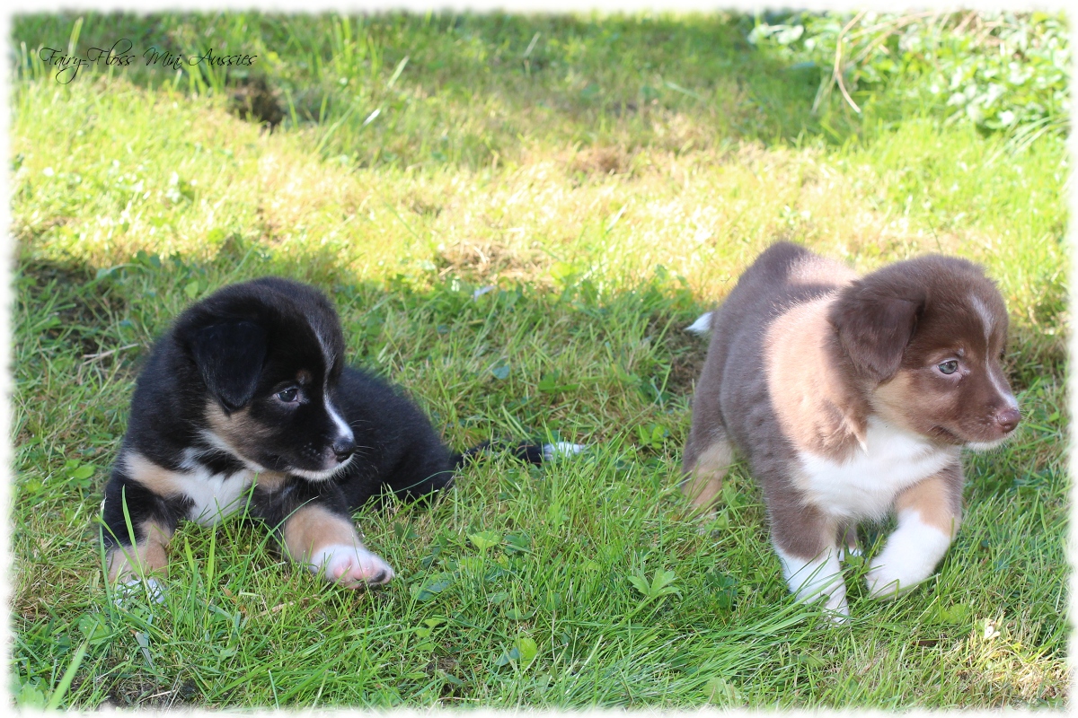 Mini Aussie Welpen - Mini Aussie Züchter - Gesunde Mini Aussies