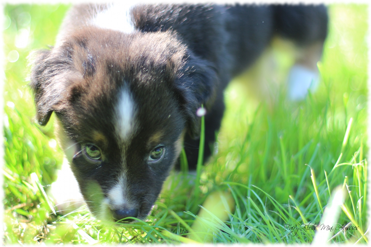 Mini Aussie Welpen - Mini Aussie Züchter - Gesunde Mini Aussies