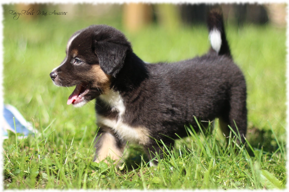 Mini Aussie Welpen - Mini Aussie Züchter - Gesunde Mini Aussies