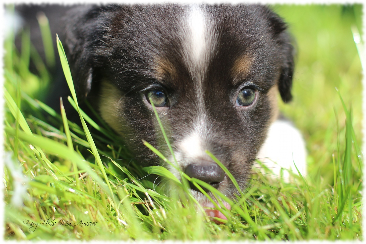 Mini Aussie Welpen - Mini Aussie Züchter - Gesunde Mini Aussies