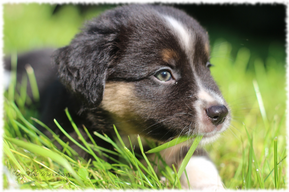 Mini Aussie Welpen - Mini Aussie Züchter - Gesunde Mini Aussies