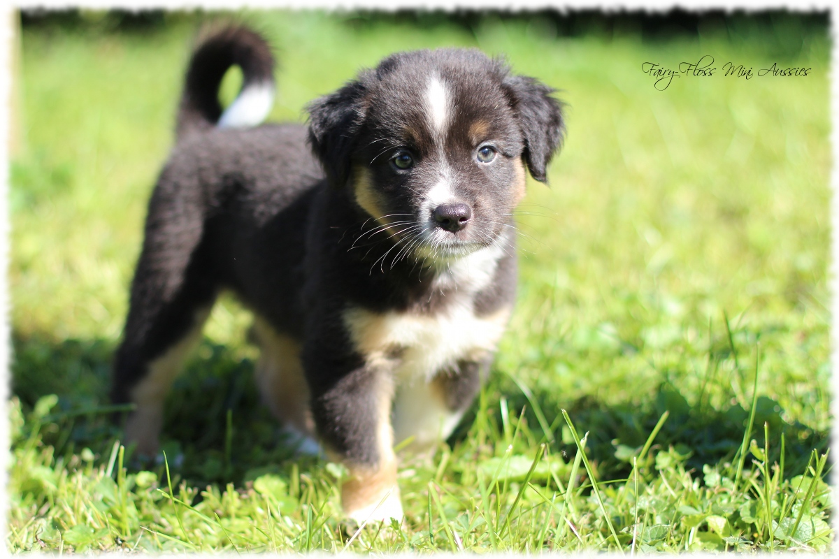 Mini Aussie Welpen - Mini Aussie Züchter - Gesunde Mini Aussies