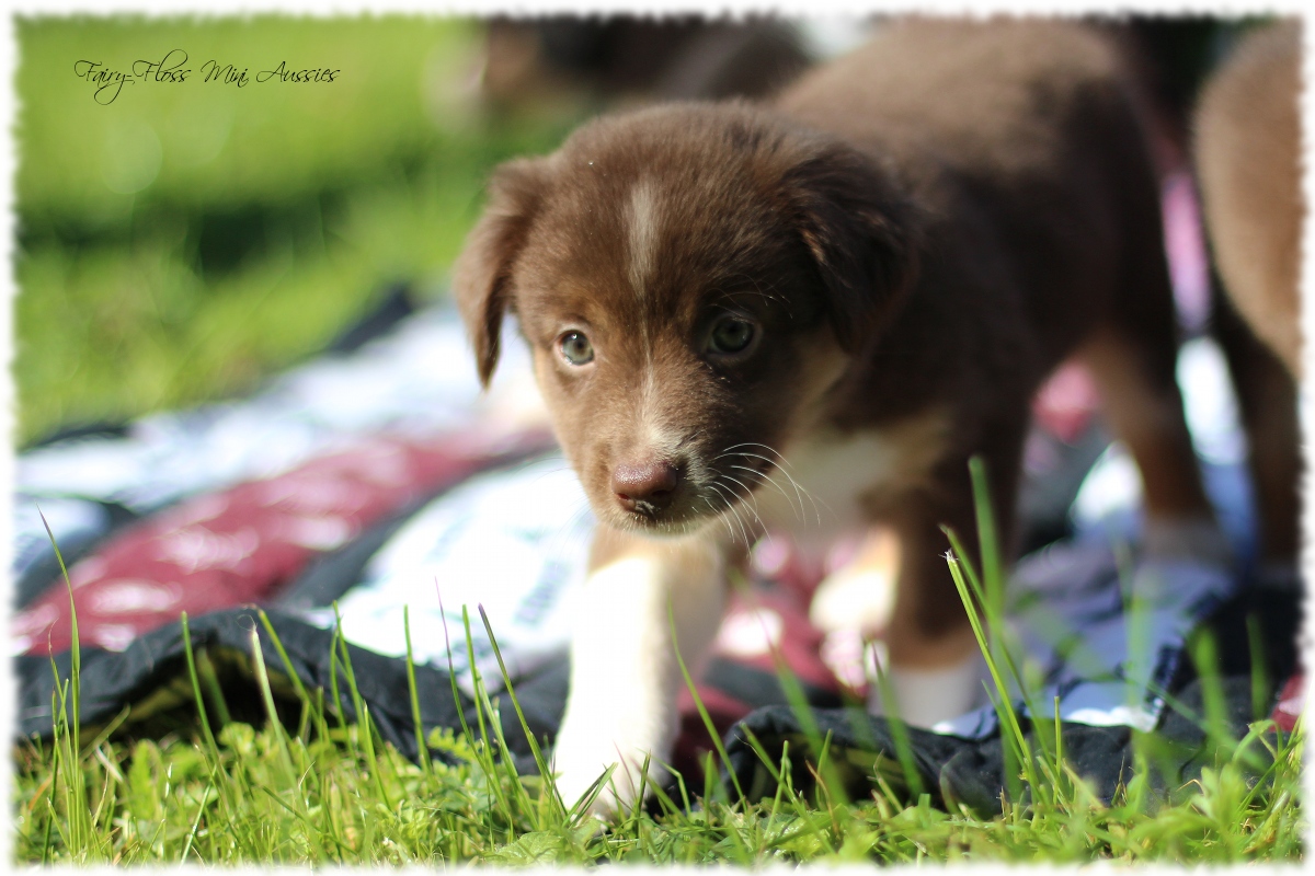 Mini Aussie Welpen - Mini Aussie Züchter - Gesunde Mini Aussies