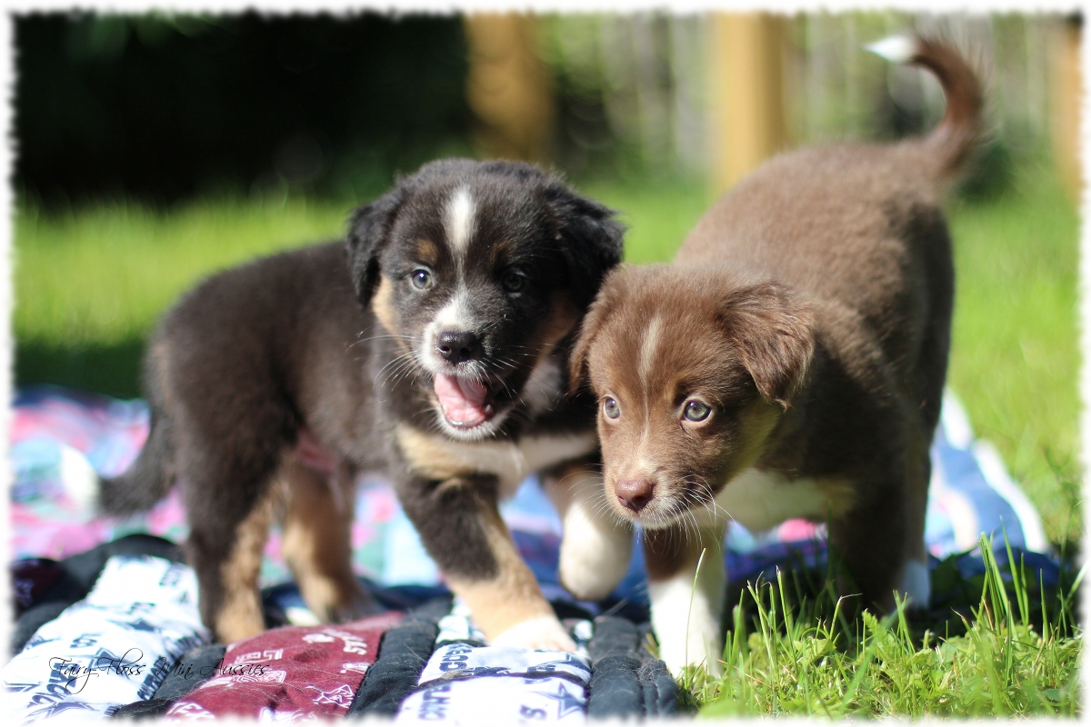 Mini Aussie Welpen - Mini Aussie Züchter - Gesunde Mini Aussies