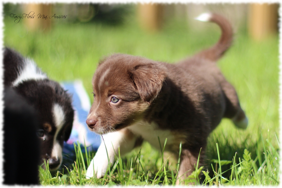 Mini Aussie Welpen - Mini Aussie Züchter - Gesunde Mini Aussies