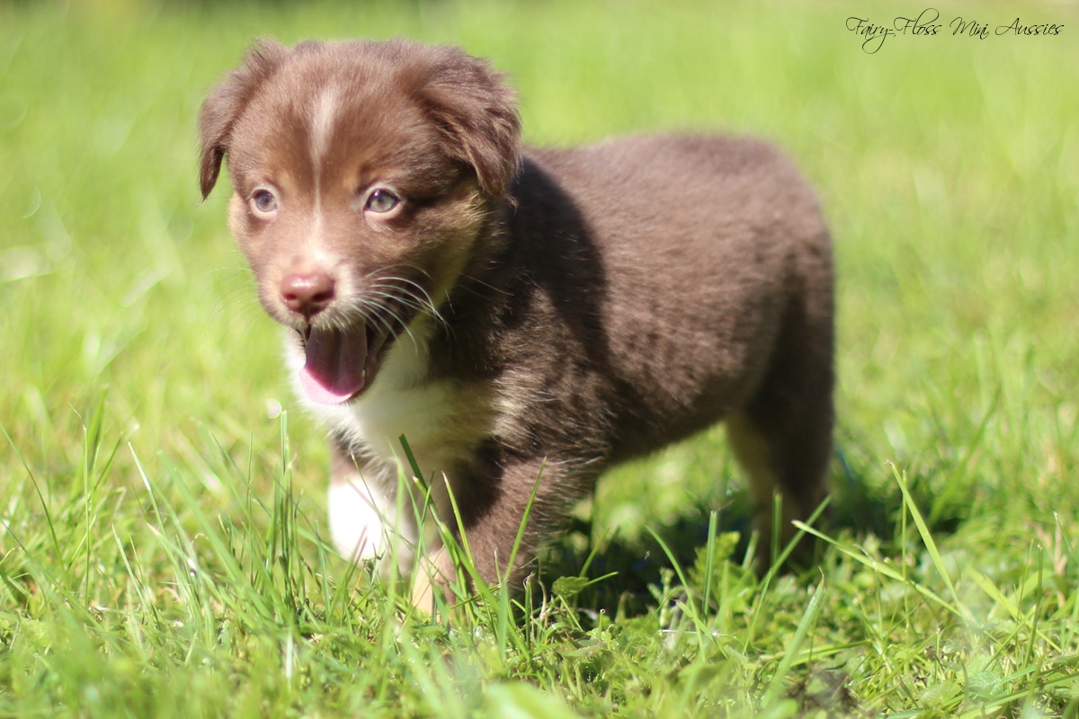 Mini Aussie Welpen - Mini Aussie Züchter - Gesunde Mini Aussies