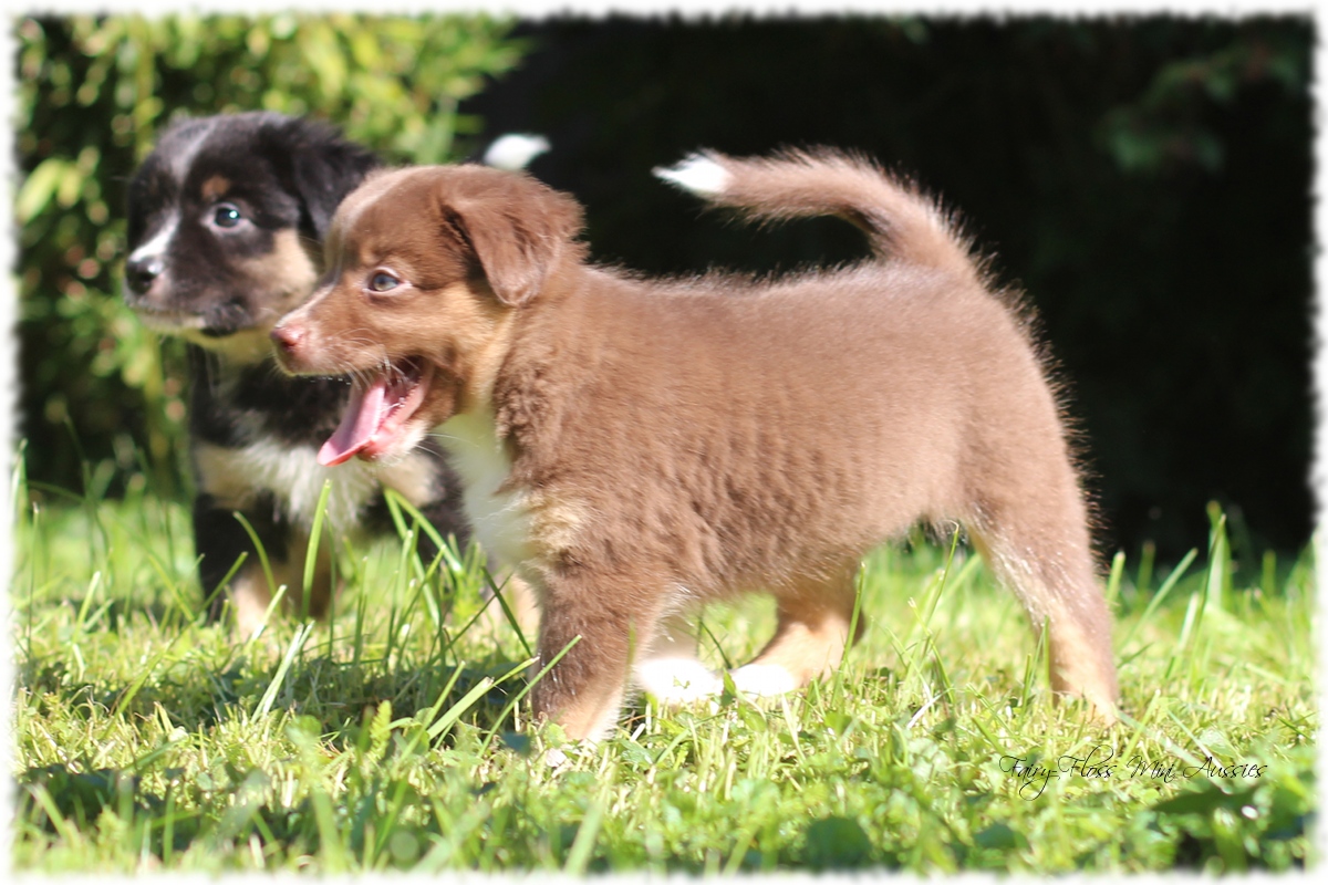 Mini Aussie Welpen - Mini Aussie Züchter - Gesunde Mini Aussies