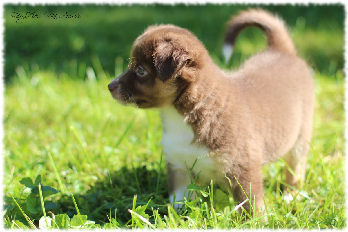 Mini Aussie Welpen - Mini Aussie Züchter - Gesunde Mini Aussies