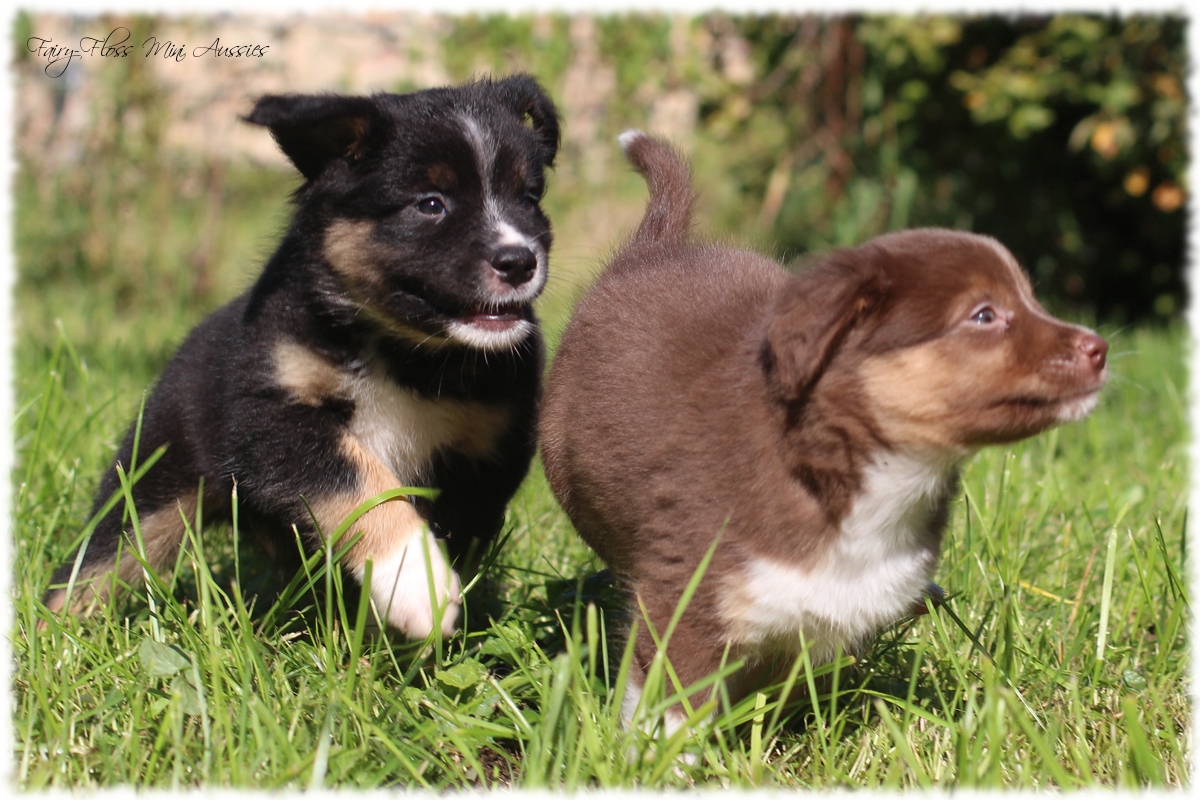 Mini Aussie Welpen - Mini Aussie Züchter - Gesunde Mini Aussies