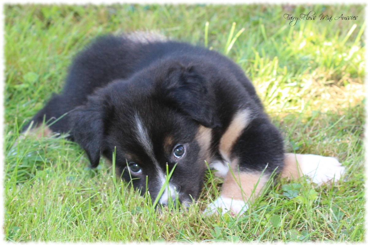 Mini Aussie Welpen - Mini Aussie Züchter - Gesunde Mini Aussies