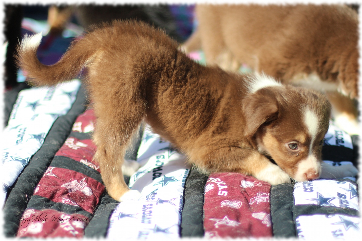 Mini Aussie Welpen - Mini Aussie Züchter - Gesunde Mini Aussies