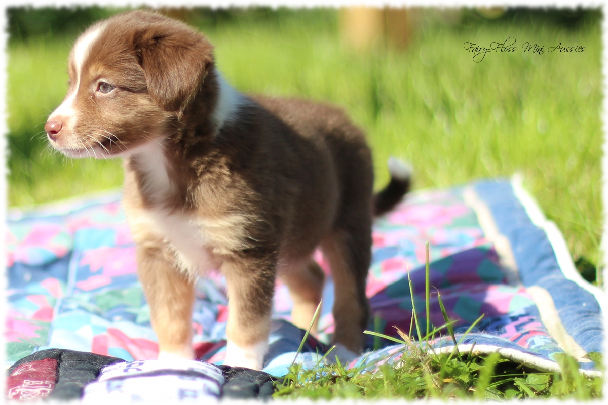 Mini Aussie Welpen - Mini Aussie Züchter - Gesunde Mini Aussies