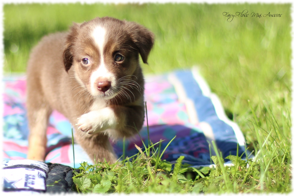 Mini Aussie Welpen - Mini Aussie Züchter - Gesunde Mini Aussies