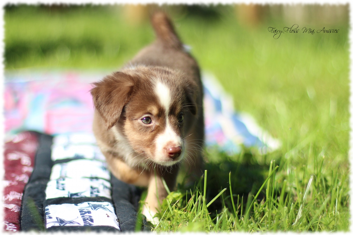 Mini Aussie Welpen - Mini Aussie Züchter - Gesunde Mini Aussies