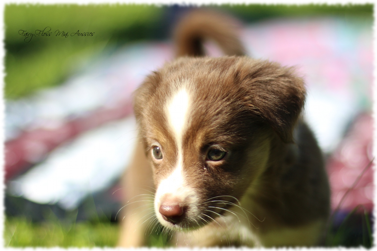 Mini Aussie Welpen - Mini Aussie Züchter - Gesunde Mini Aussies