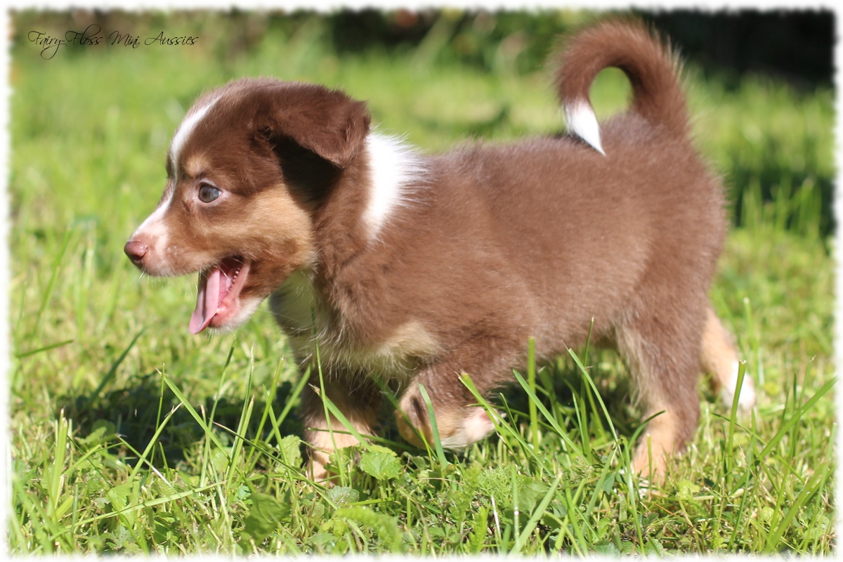 Mini Aussie Welpen - Mini Aussie Züchter - Gesunde Mini Aussies