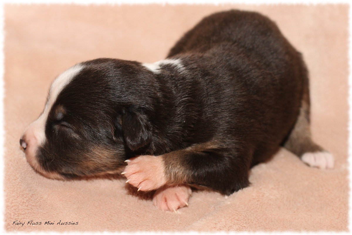 Mini Aussie Welpen - Mini Aussie Züchter - Gesunde Mini Aussies