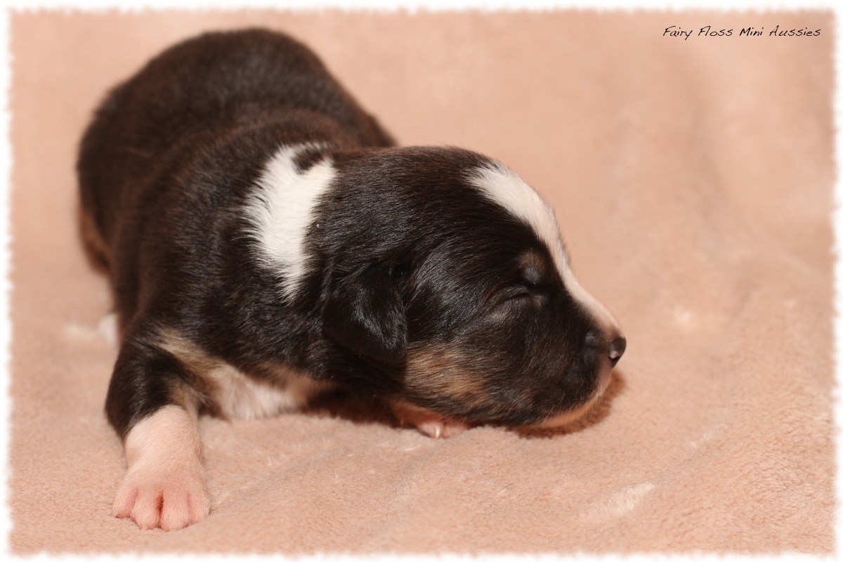 Mini Aussie Welpen - Mini Aussie Züchter - Gesunde Mini Aussies