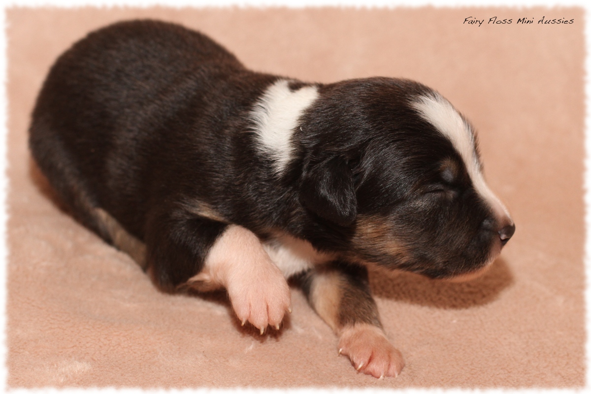 Mini Aussie Welpen - Mini Aussie Züchter - Gesunde Mini Aussies