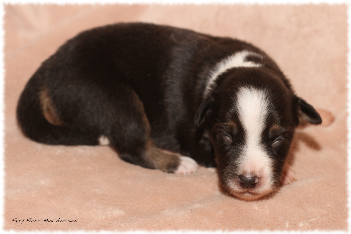 Mini Aussie Welpen - Mini Aussie Züchter - Gesunde Mini Aussies