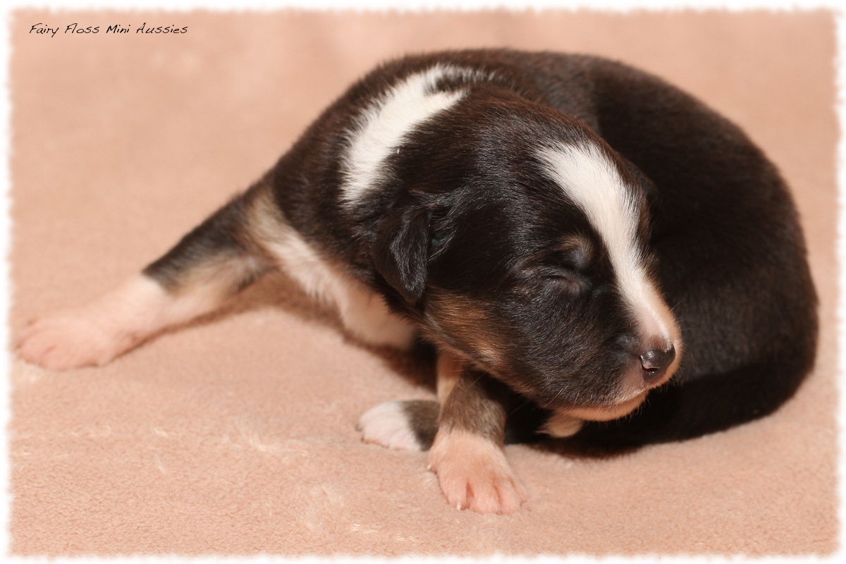 Mini Aussie Welpen - Mini Aussie Züchter - Gesunde Mini Aussies