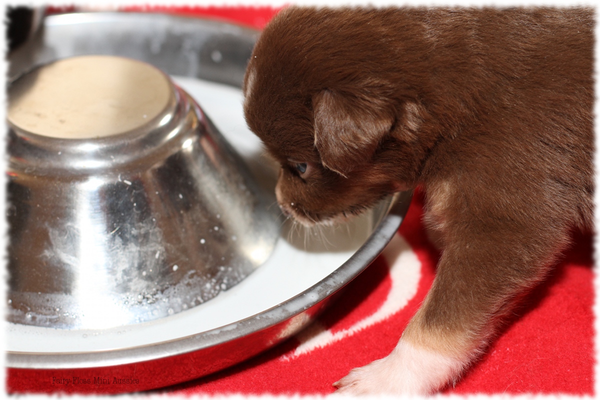 Mini Aussie Welpen - Mini Aussie Züchter - Gesunde Mini Aussies