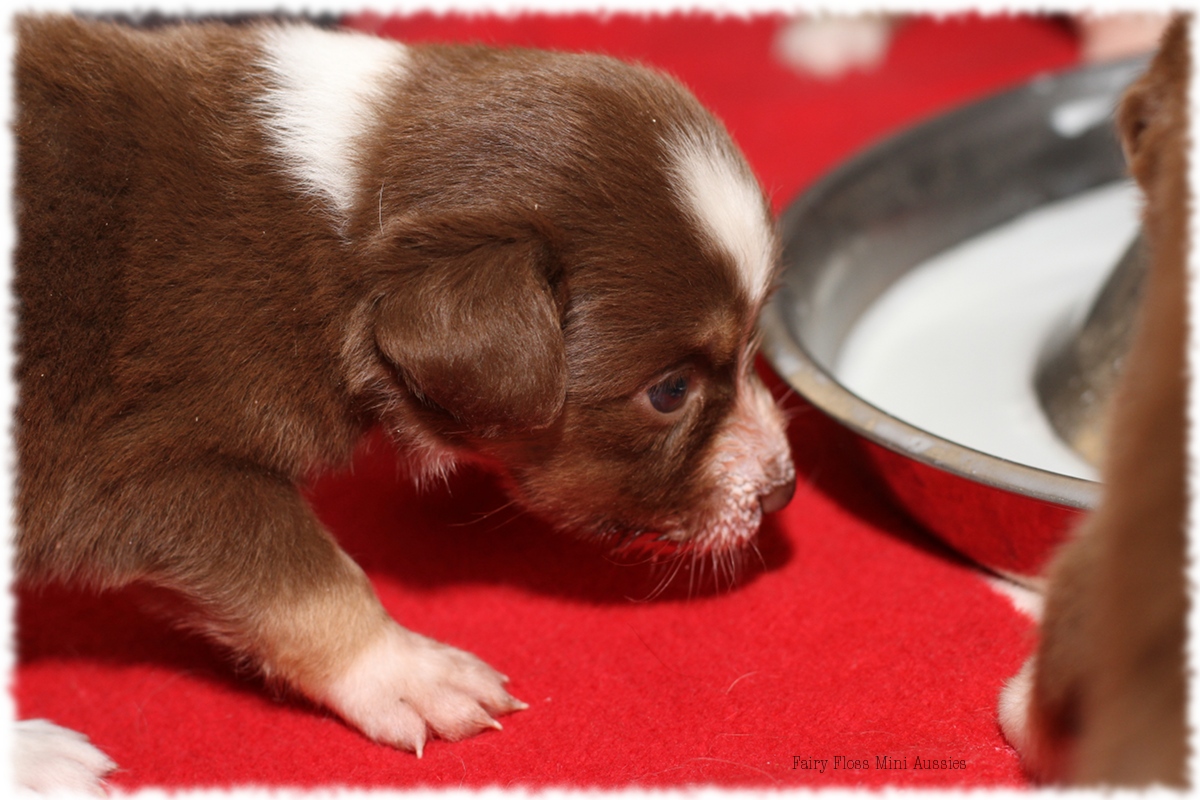 Mini Aussie Welpen - Mini Aussie Züchter - Gesunde Mini Aussies