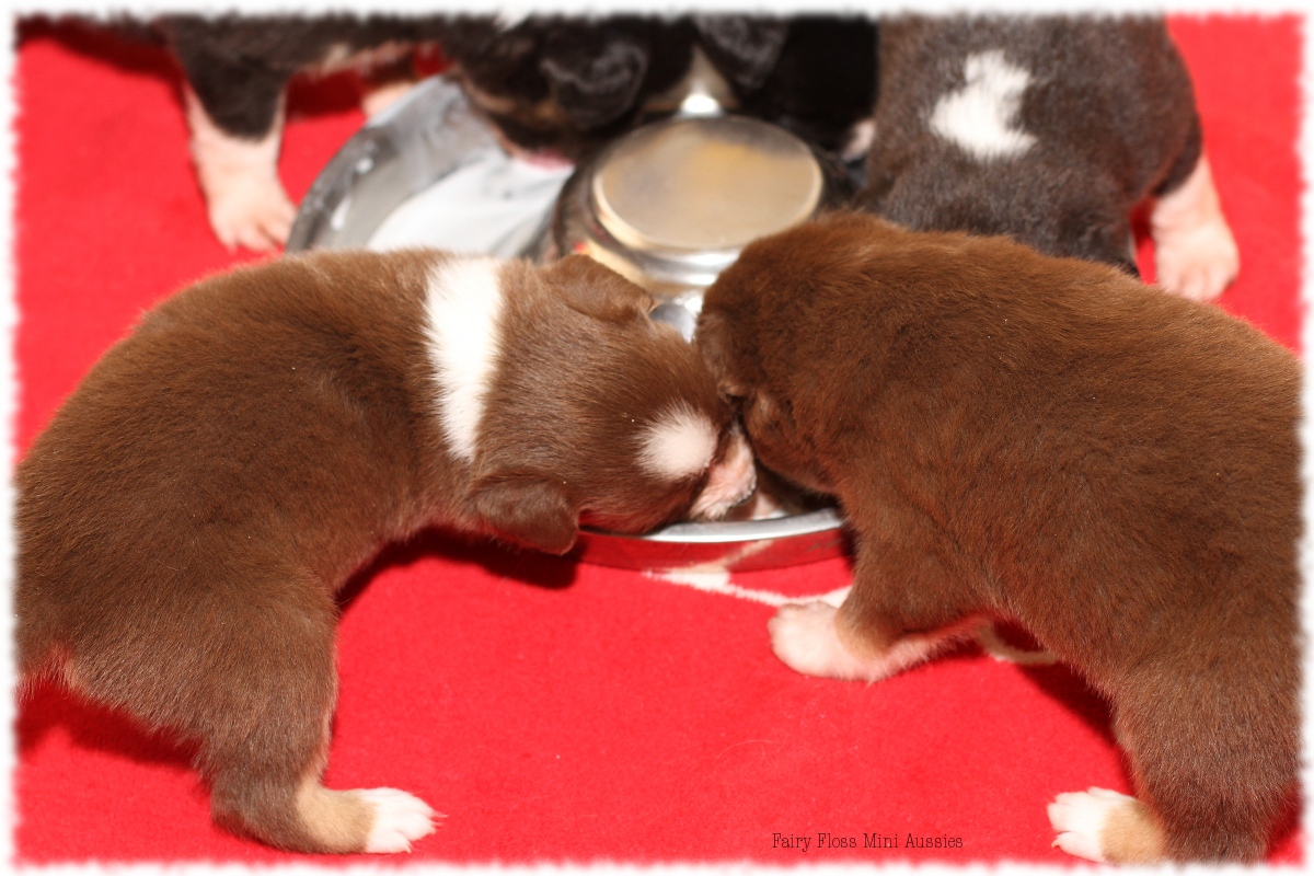 Mini Aussie Welpen - Mini Aussie Züchter - Gesunde Mini Aussies