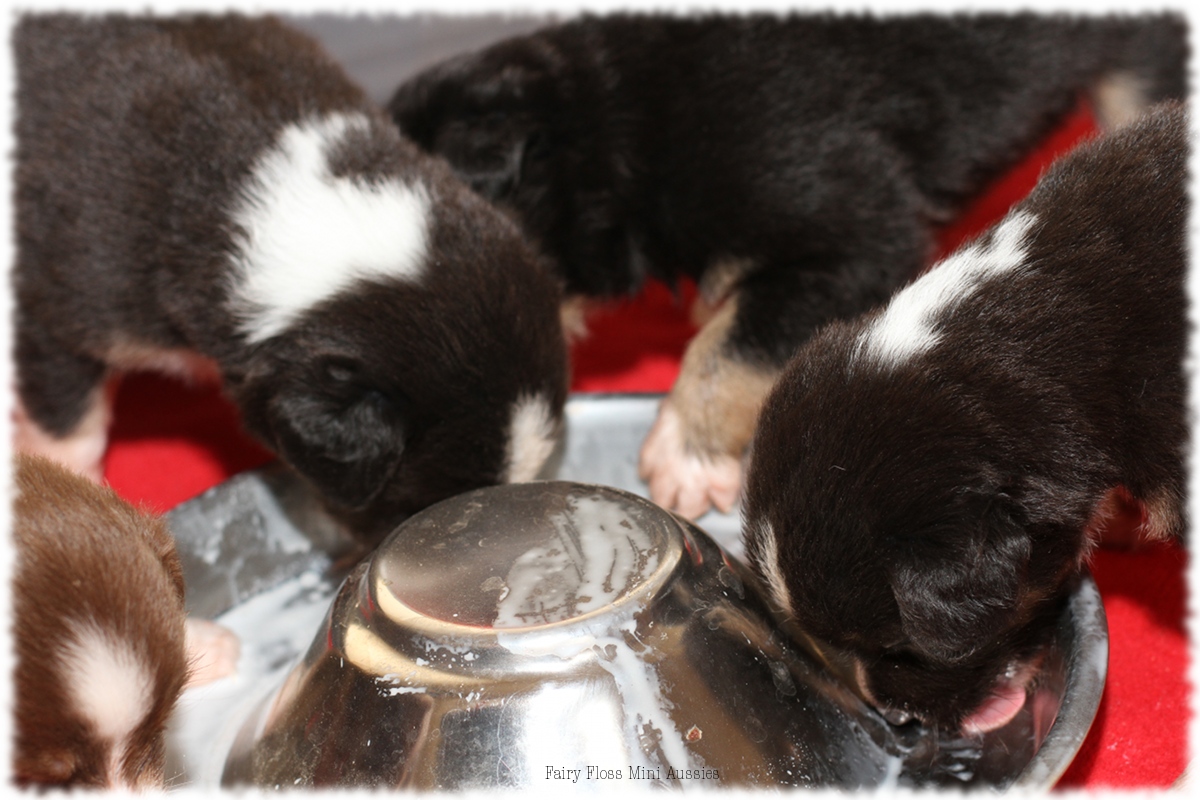 Mini Aussie Welpen - Mini Aussie Züchter - Gesunde Mini Aussies