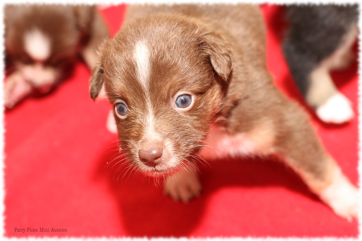 Mini Aussie Welpen - Mini Aussie Züchter - Gesunde Mini Aussies