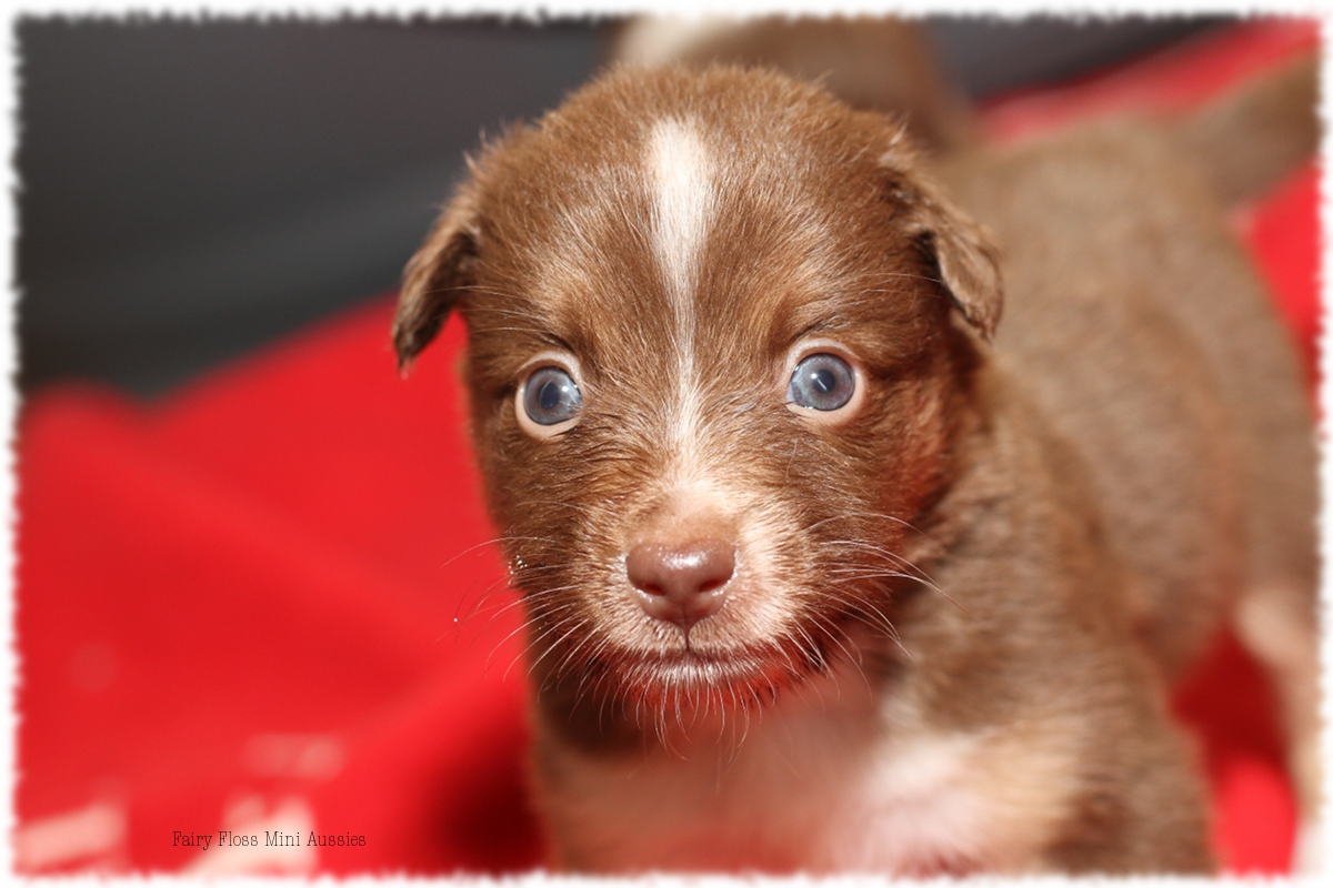 Mini Aussie Welpen - Mini Aussie Züchter - Gesunde Mini Aussies