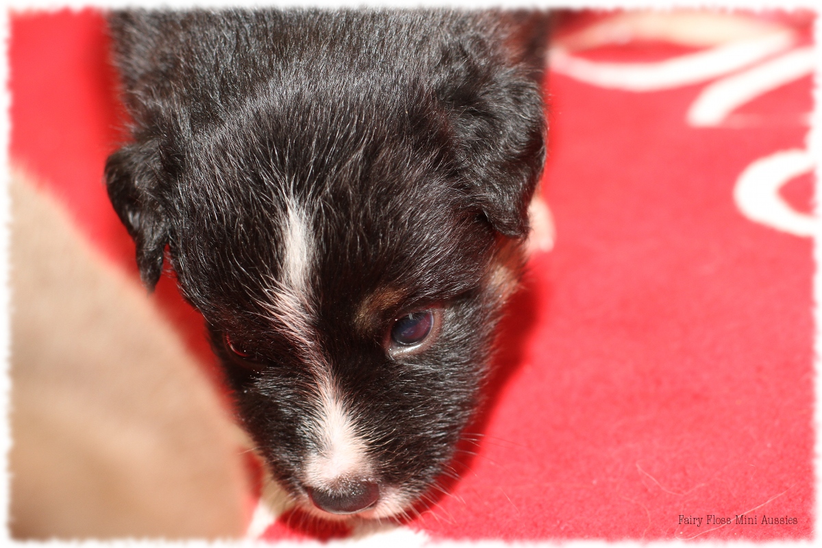 Mini Aussie Welpen - Mini Aussie Züchter - Gesunde Mini Aussies