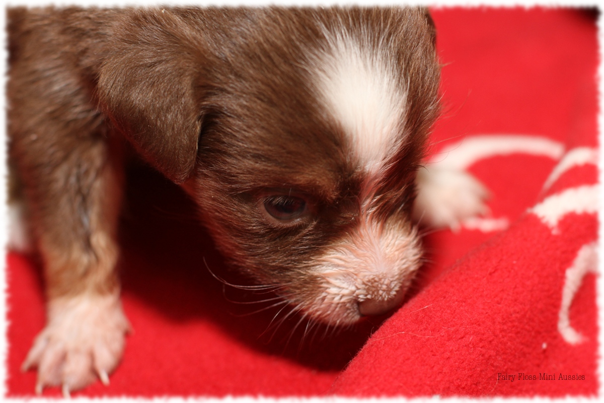 Mini Aussie Welpen - Mini Aussie Züchter - Gesunde Mini Aussies