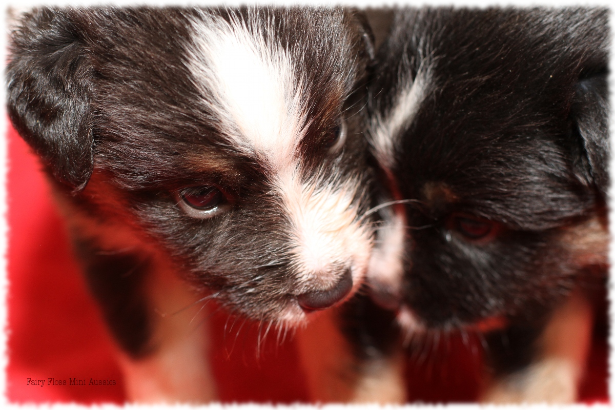 Mini Aussie Welpen - Mini Aussie Züchter - Gesunde Mini Aussies