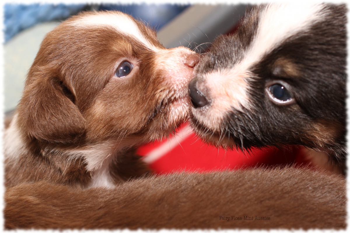 Mini Aussie Welpen - Mini Aussie Züchter - Gesunde Mini Aussies