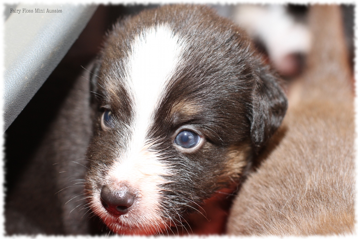 Mini Aussie Welpen - Mini Aussie Züchter - Gesunde Mini Aussies