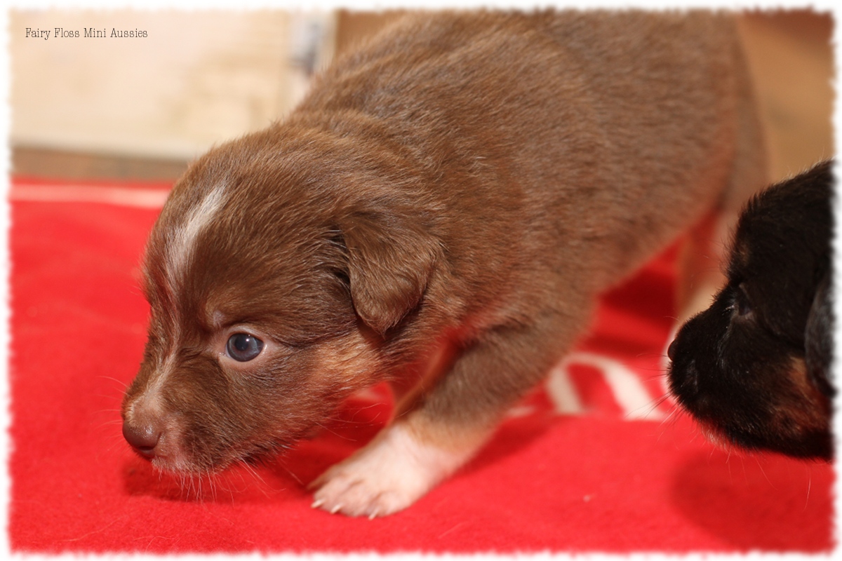 Mini Aussie Welpen - Mini Aussie Züchter - Gesunde Mini Aussies