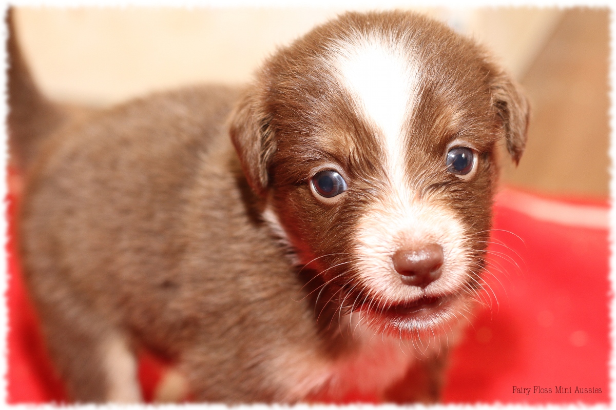 Mini Aussie Welpen - Mini Aussie Züchter - Gesunde Mini Aussies