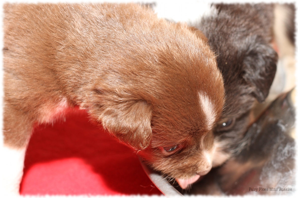 Mini Aussie Welpen - Mini Aussie Züchter - Gesunde Mini Aussies