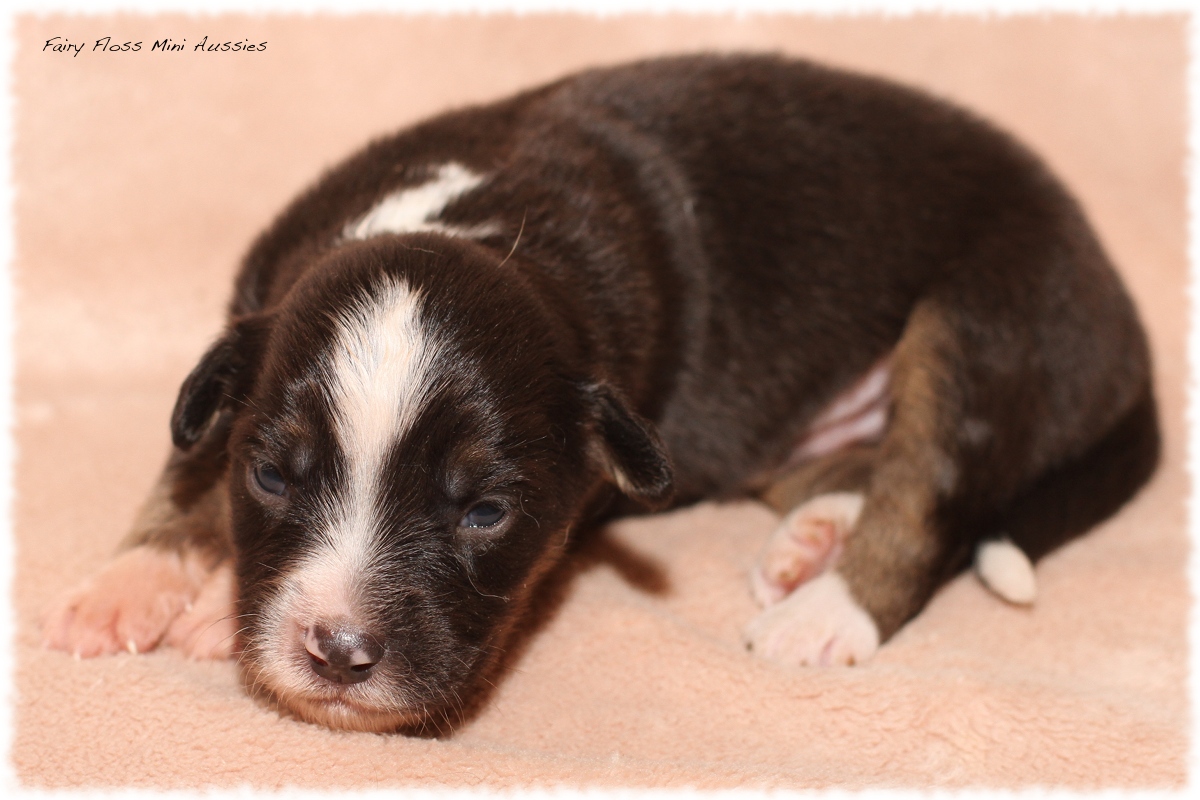 Mini Aussie Welpen - Mini Aussie Züchter - Gesunde Mini Aussies