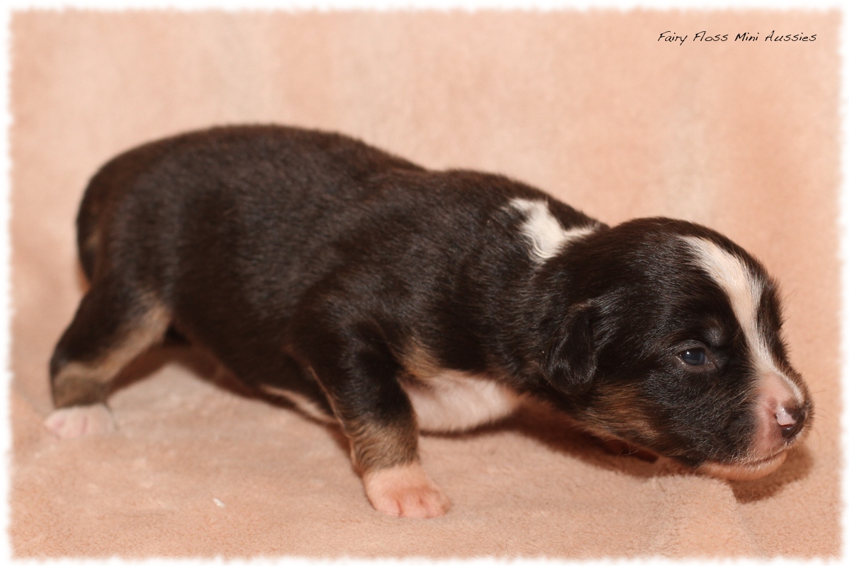 Mini Aussie Welpen - Mini Aussie Züchter - Gesunde Mini Aussies