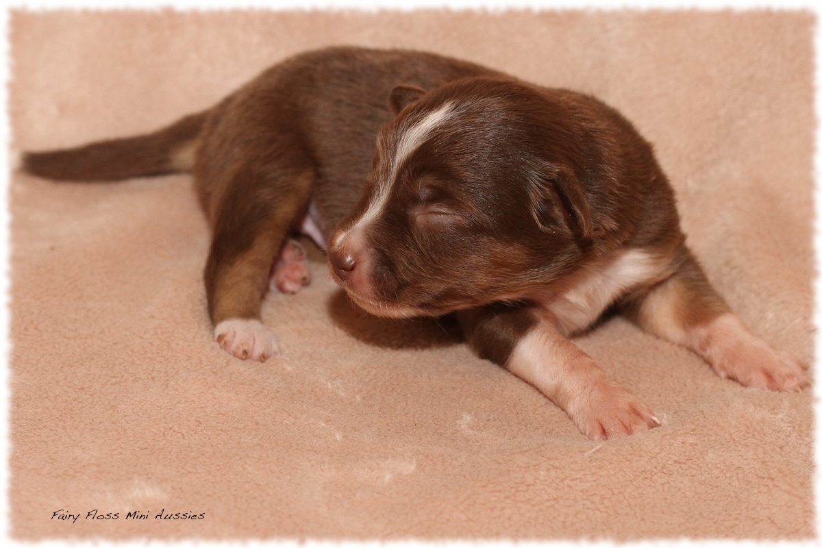 Mini Aussie Welpen - Mini Aussie Züchter - Gesunde Mini Aussies