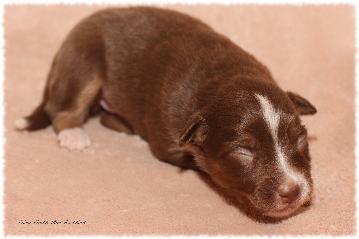 Mini Aussie Welpen - Mini Aussie Züchter - Gesunde Mini Aussies