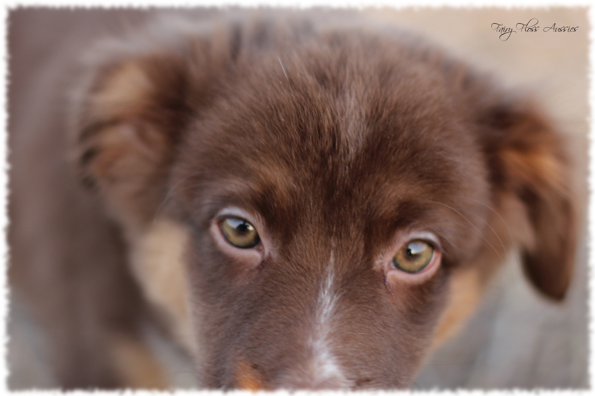 Mini Aussie Welpen - Mini Aussie Züchter - Gesunde Mini Aussies