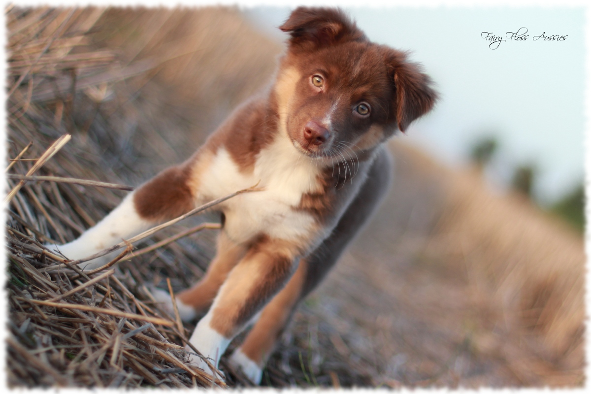 Mini Aussie Welpen - Mini Aussie Züchter - Gesunde Mini Aussies