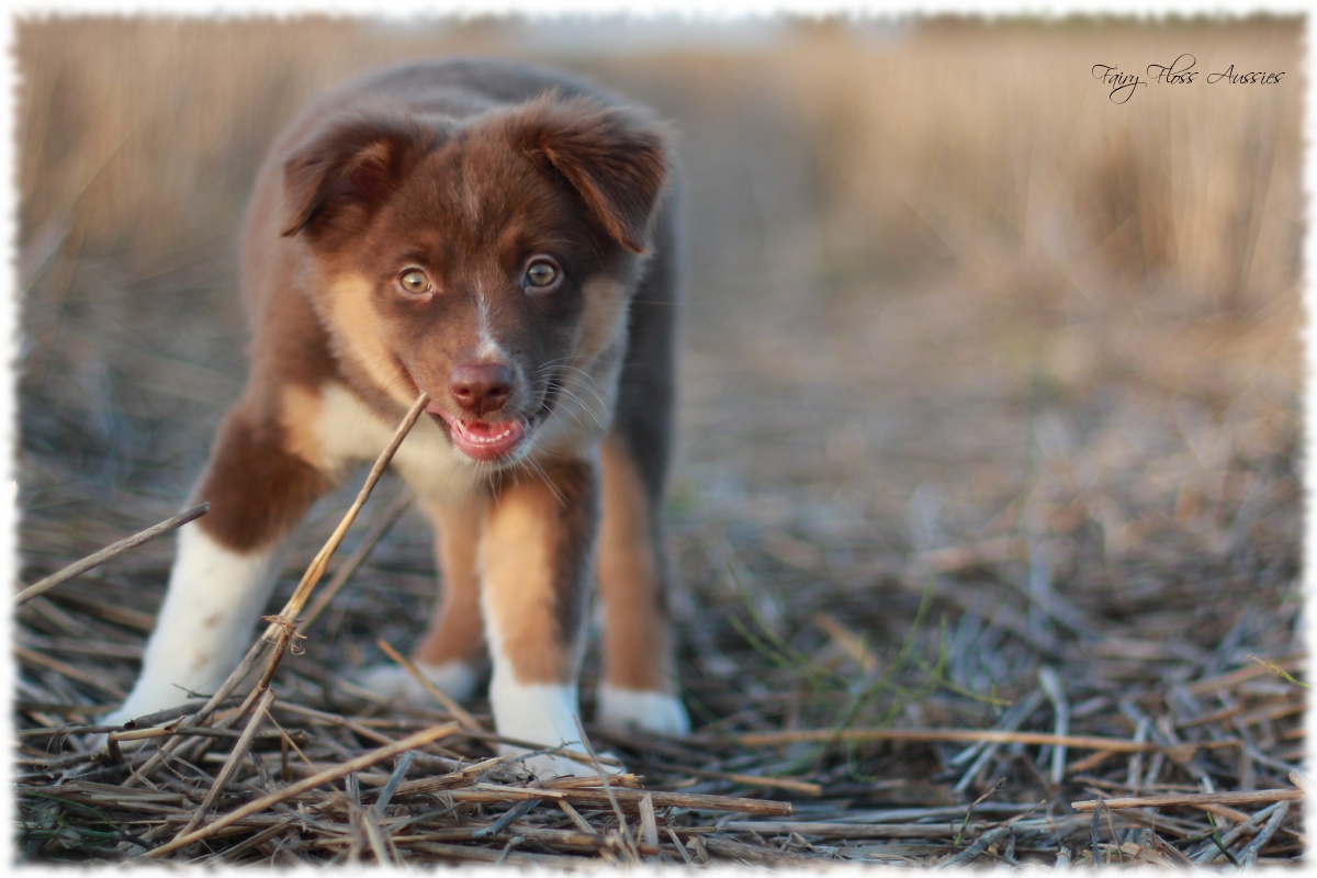 Mini Aussie Welpen - Mini Aussie Züchter - Gesunde Mini Aussies