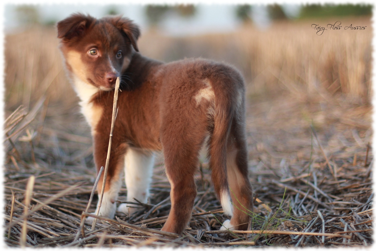 Mini Aussie Welpen - Mini Aussie Züchter - Gesunde Mini Aussies