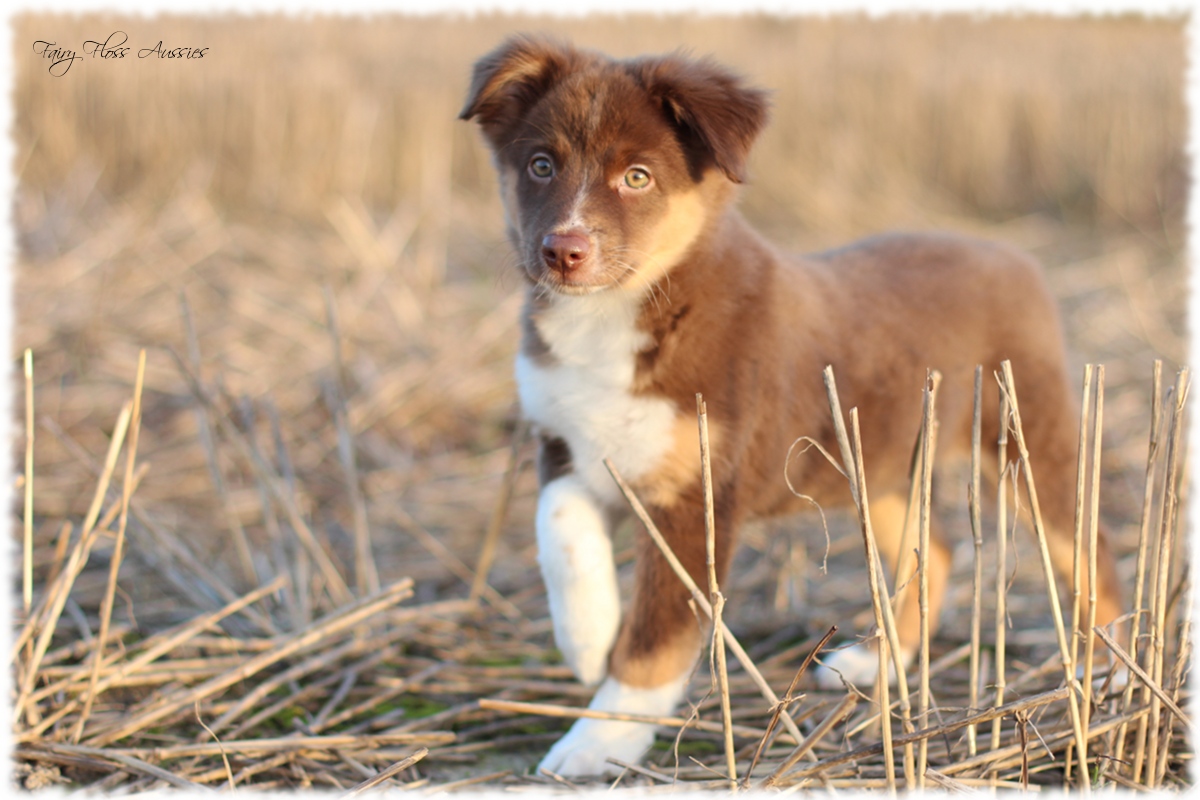 Mini Aussie Welpen - Mini Aussie Züchter - Gesunde Mini Aussies