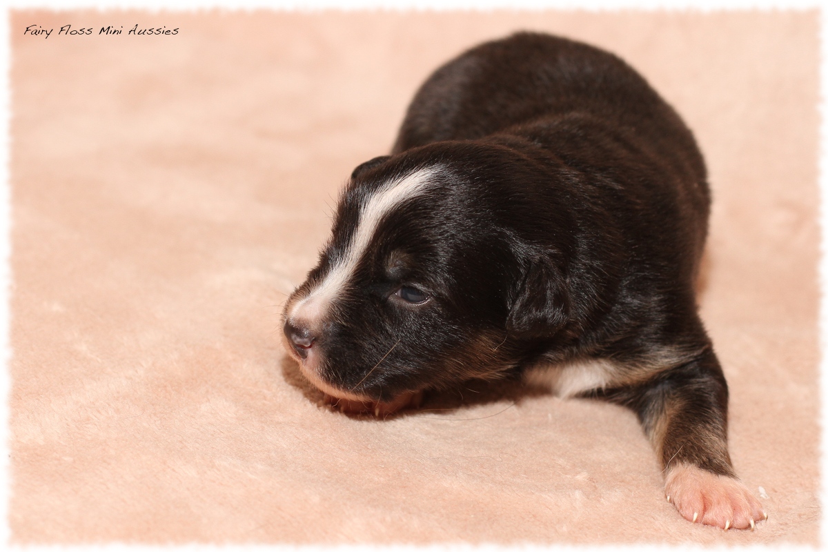 Mini Aussie Welpen - Mini Aussie Züchter - Gesunde Mini Aussies